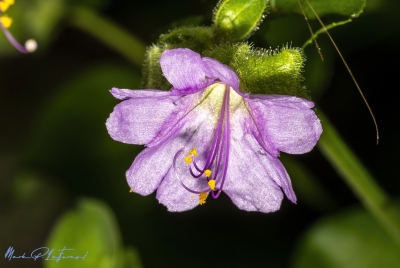 Prairie Four O clock May 2025